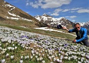 08 Sui pascoli spettacolari distese di Crocus vernus multicolori